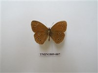 藏品(蛇目蝶科)的圖片